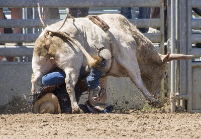Cracker Rodeo Bull Ride 5 Massive Fail