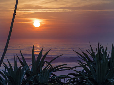 Aloe Sunrise Flagler beach 