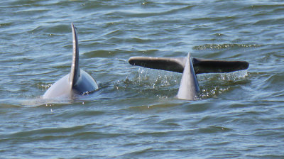 Dolphins Intracostal Waterway Palm Coast 