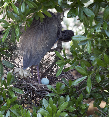 Tricolored Heron Nest and Egg