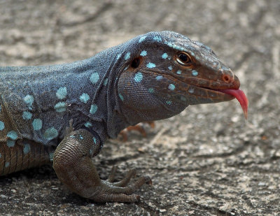 Blue Whiptail Lizard