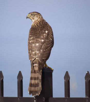 Coopers Hawk Year Old