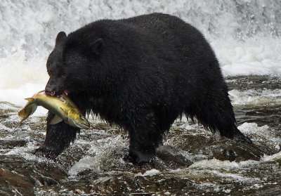 Bear Eating Salmon At Neets Bay