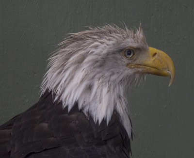 Injured Eagle
