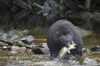Bear Eating Salmon Frontal