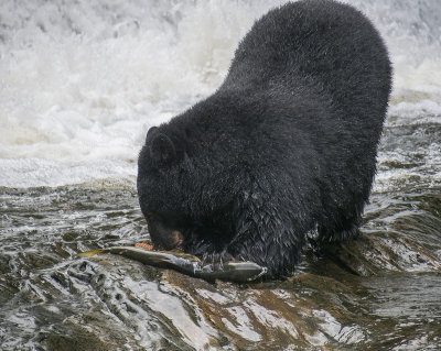 Bear Ripped Open Female Salmon Belly