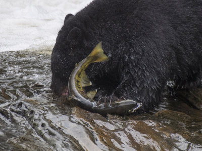 Bear Eating Salmon Roe