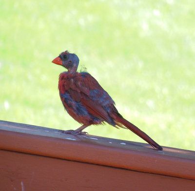 Bald Cardinal