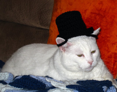 Cat in Bowler Hat