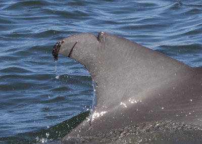 Injured Dolphin With parasites on fin  Cropped Image