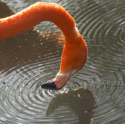 Flamingo Bobbing