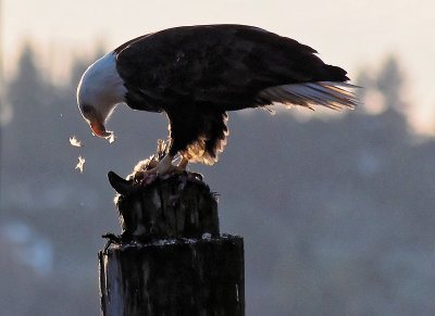 Eagle Eating Gull