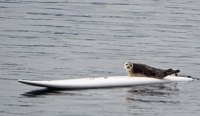 Surfing Seal - Mr Happy Sequim