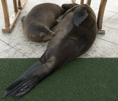 Nursing Sea Lion