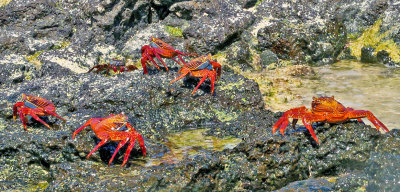 crabs At Waters Edge