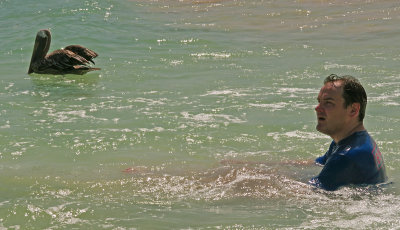 Swims With Pelicans