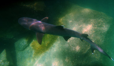 White Tip Reef Shark