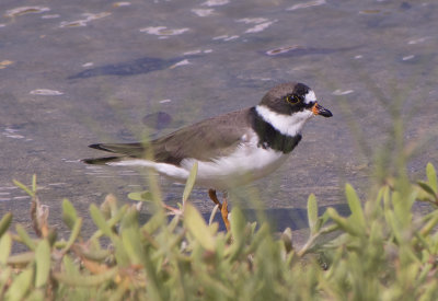 SemiPalmated Plover, Galapagos