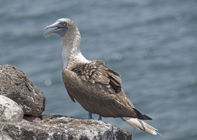 Blue Footed Booby