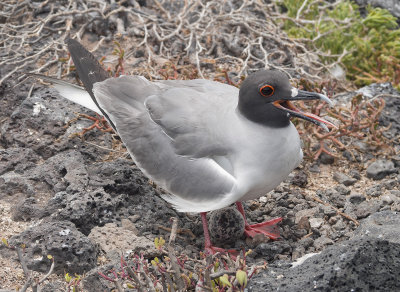 Swallow Tailed Gull With Camouflaged Egg