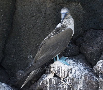 Blue Footed Booby