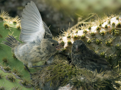 Darwin Finches