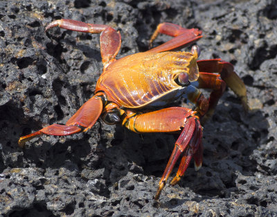 Crab Regenerating Leg