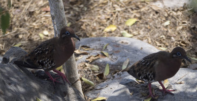 Galapagos Dove