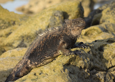 Marine Iguana