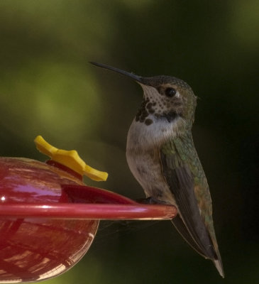 Juvenile Anna's Hummingbird