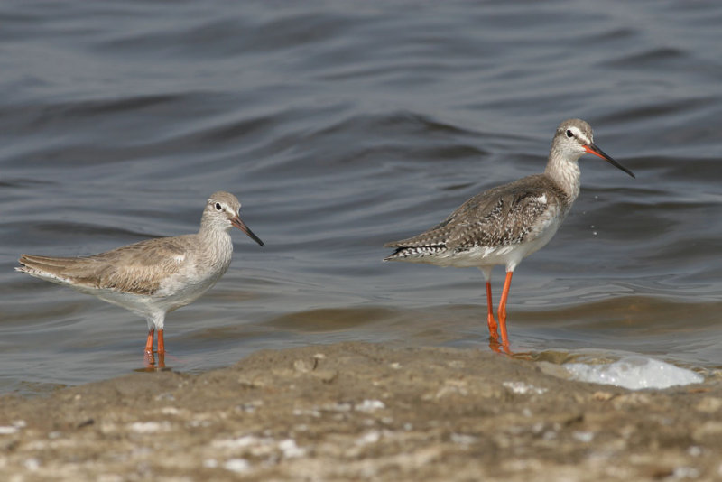 Common and Spotted Redshank