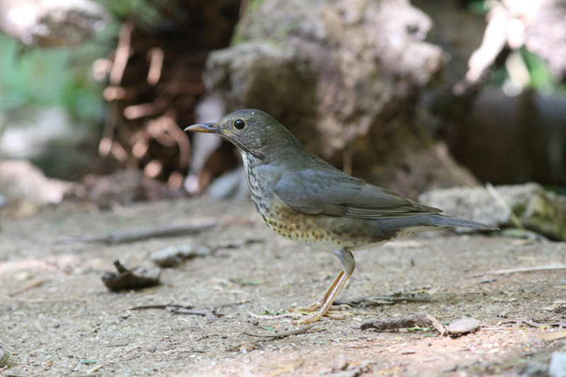 Japanese Thrush, 