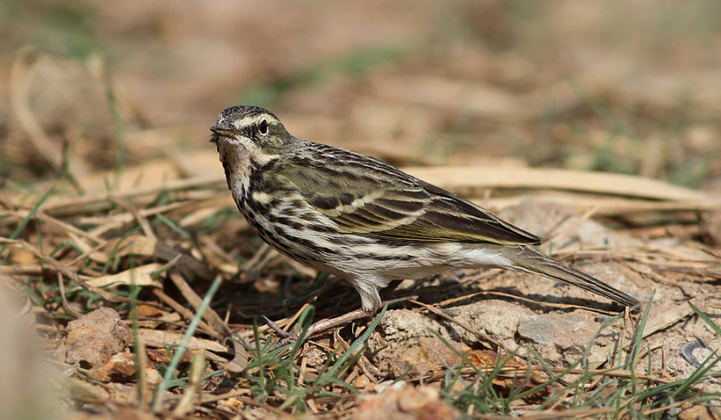 Rosy Pipit