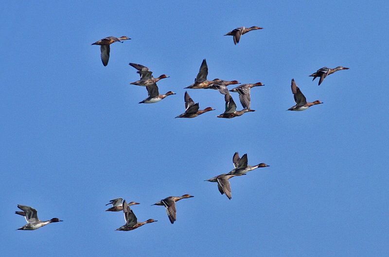 Northern Pintail