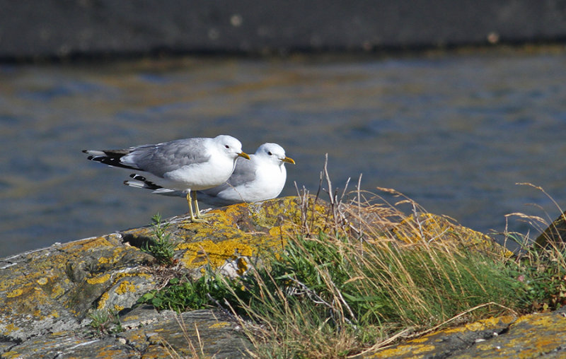 Common Gulls (Fiskms)