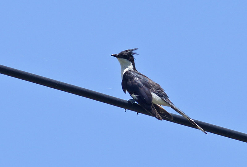 Jacobin Cuckoo