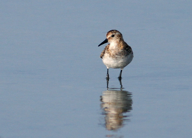 Little Stint