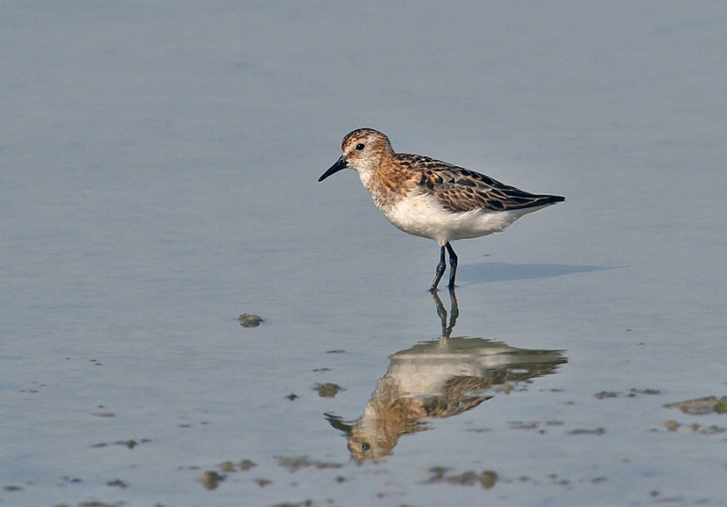 Little Stint