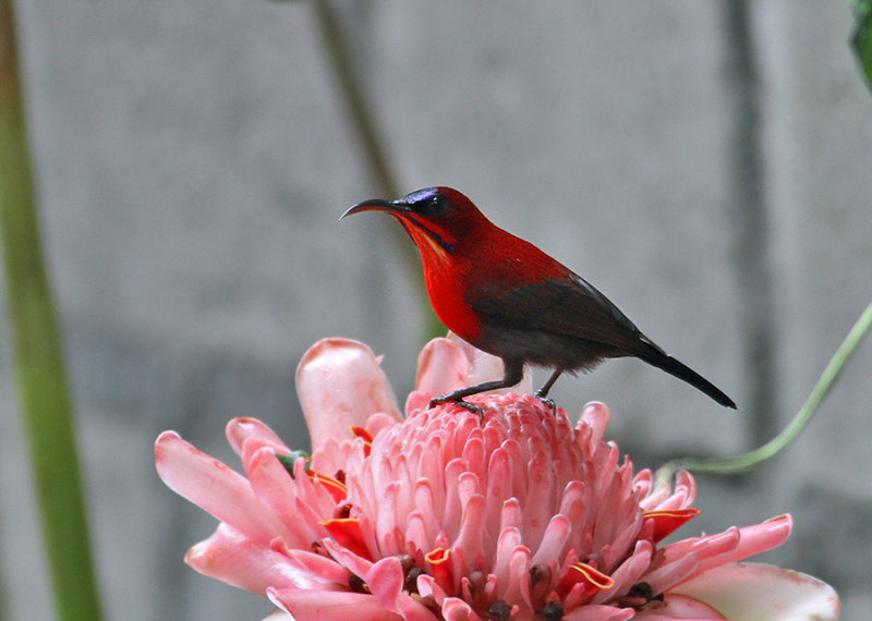 Crimson Sunbird