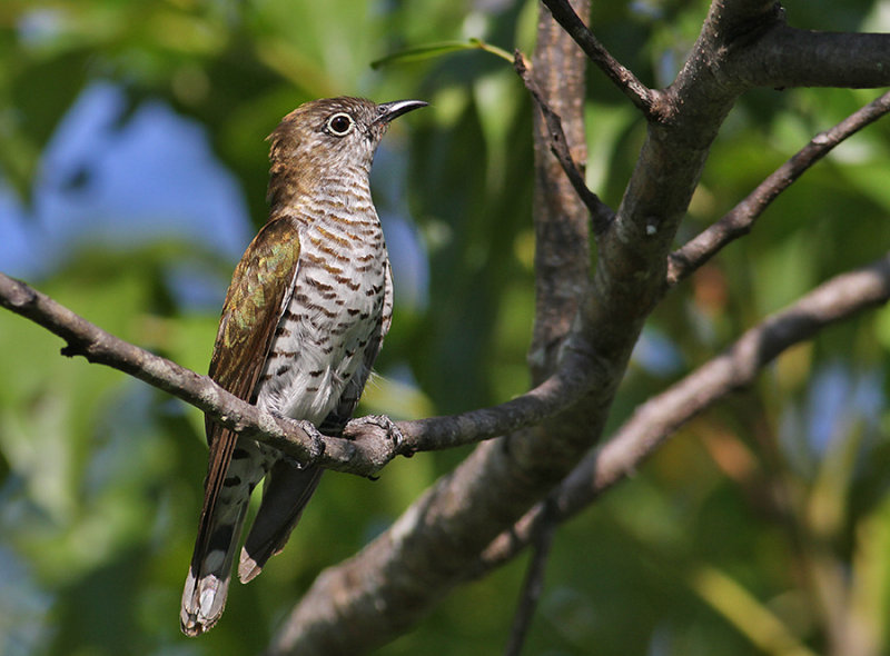 Little Bronze Cuckoo, female
