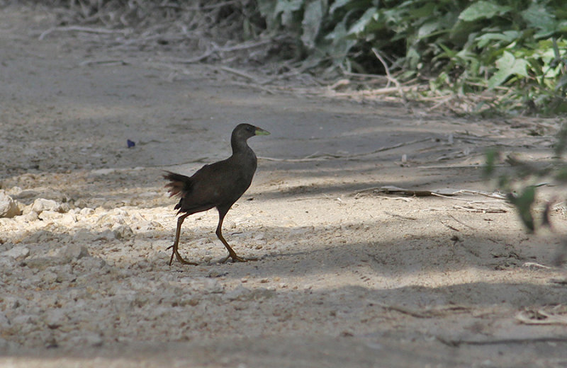 Rufous-tailed Bushhen