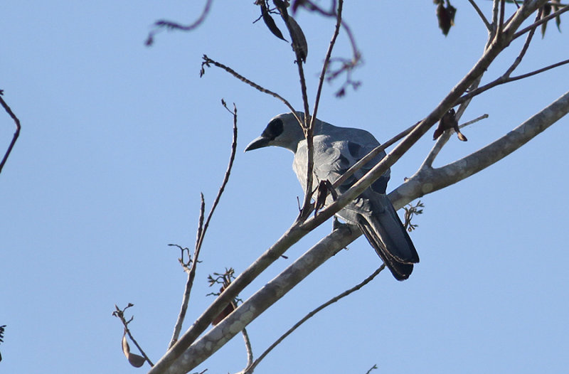 White-bellied  Cuckoo Shrike