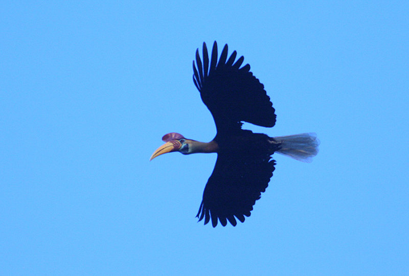 Red-knobbed Hornbill