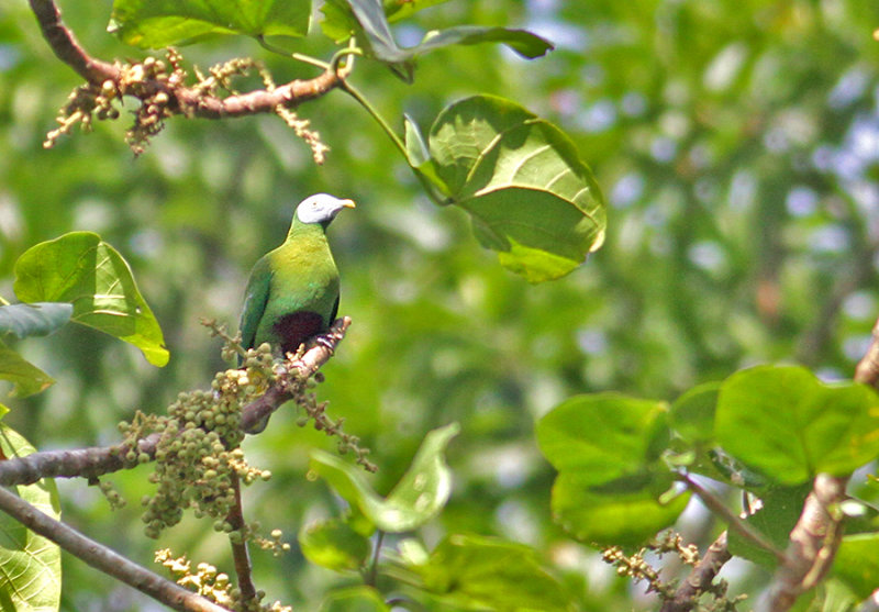 Grey-headed Fruit Dove