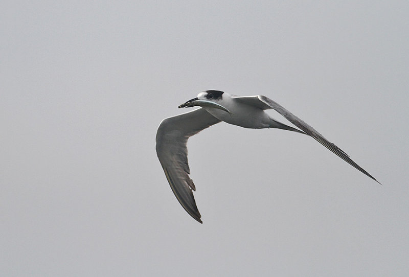 Common Tern