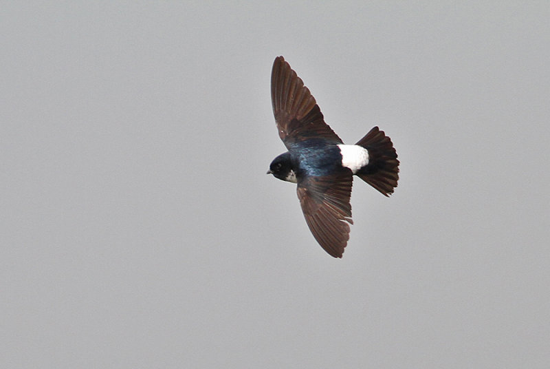 Nepal House Martin