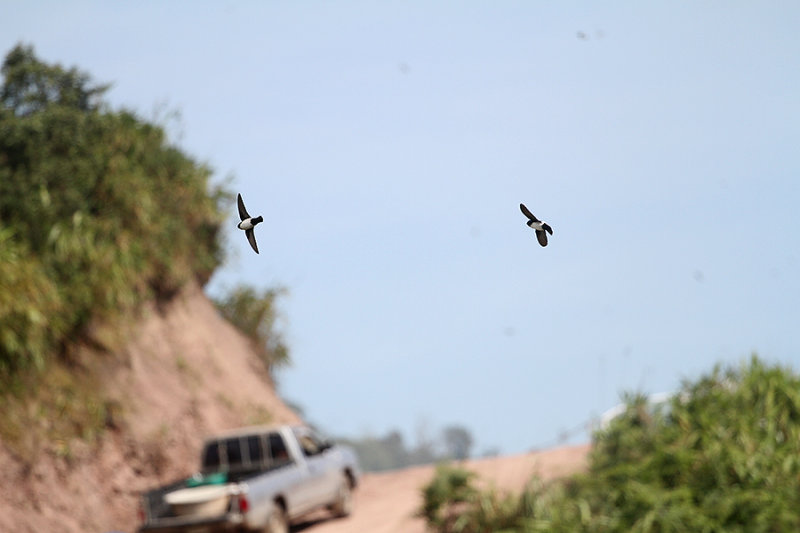 Nepal House Martin