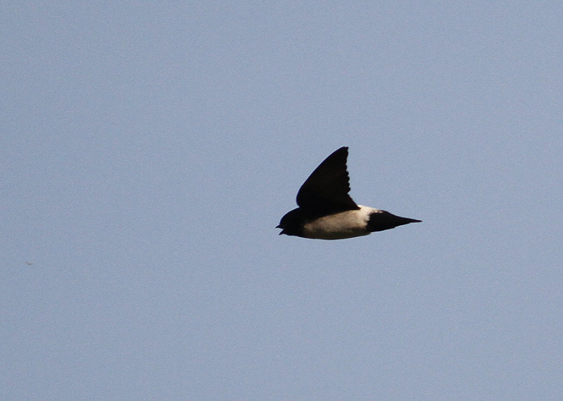 Nepal House Martin