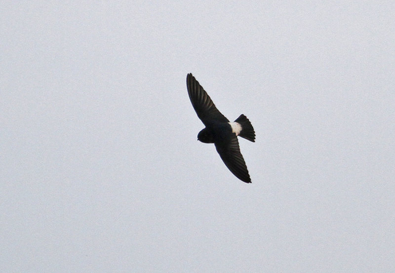 Nepal House Martin