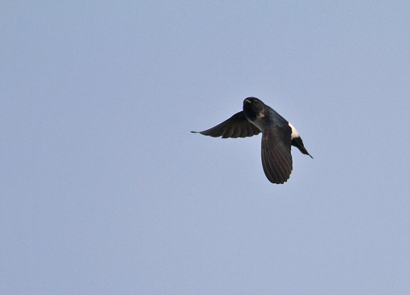 Nepal House Martin